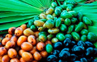 Saw Palmetto Ekstresi — Prostamen Ultra bitkisel içeriği